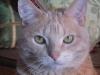 090309010121_kittycloseup